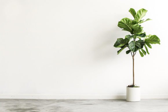 Interior Empty White Wall with Plant: The Art of Intentional Minimalism